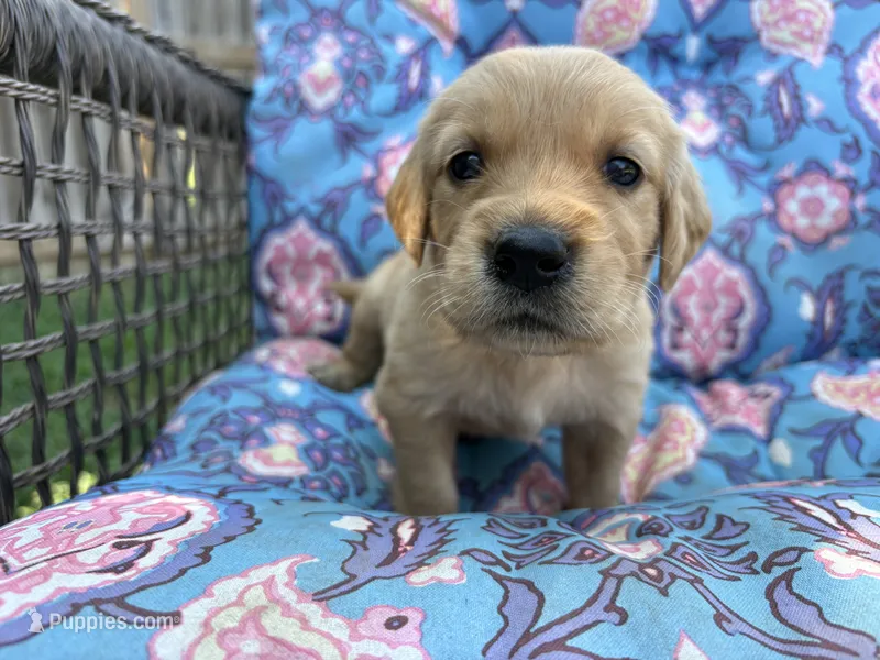 Jasmine – Golden Retriever puppy for sale in Gillett, AR