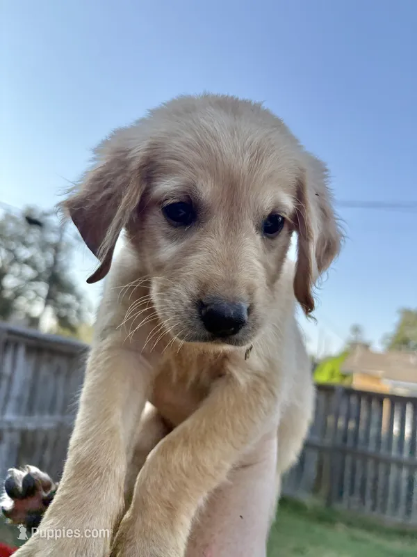 Rapunzel – Golden Retriever puppy for sale in Gillett, AR