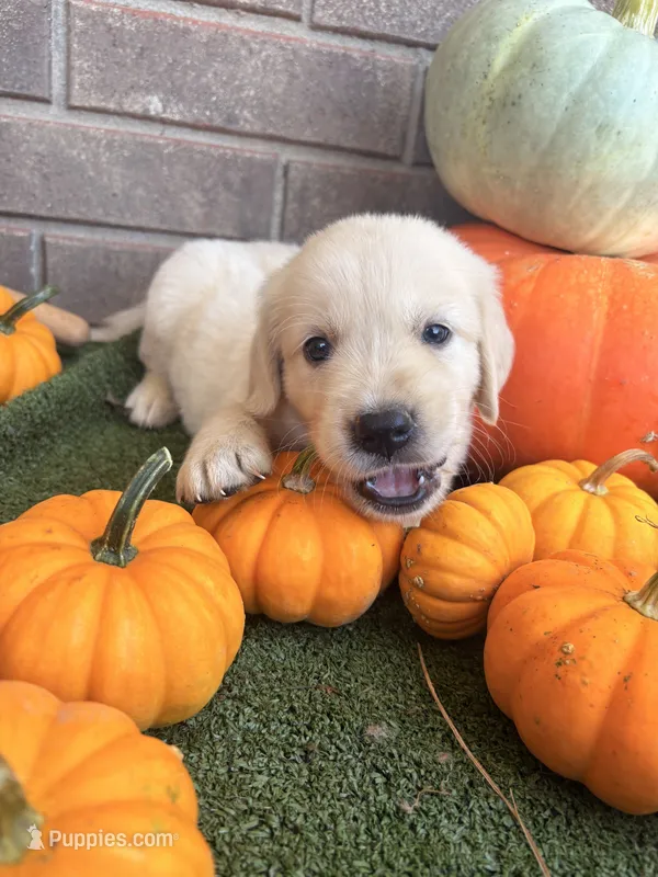 Beast – Golden Retriever, English Cream Golden Retriever puppy for sale in Gillett, AR
