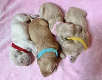 Jasmine, a male Golden Retriever and English Cream Golden Retriever for sale in Gillett, AR – 2 of 3