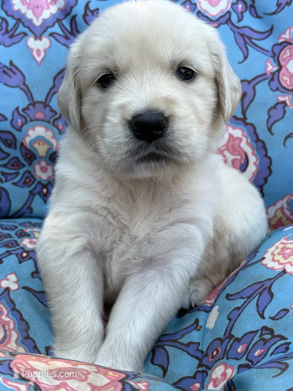 Beast – Golden Retriever, English Cream Golden Retriever puppy for sale in Gillett, AR