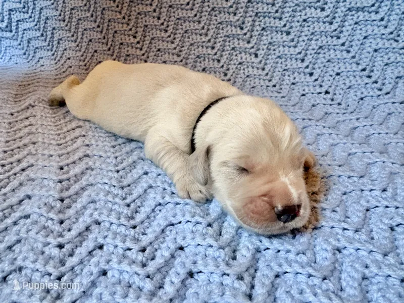 Prince Charming  – Golden Retriever, English Cream Golden Retriever puppy for sale in Gillett, AR