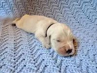 Prince Charming , a male Golden Retriever and English Cream Golden Retriever for sale in Gillett, AR – 1 of 4