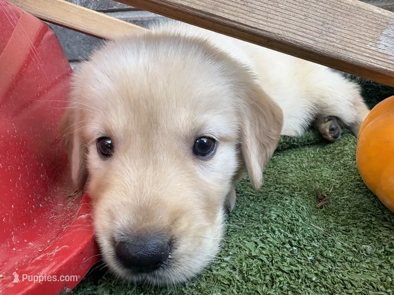 Prince Eric – Golden Retriever puppy for sale in Gillett, AR