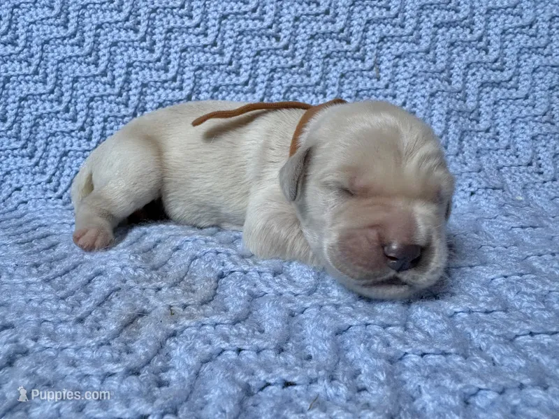 Beast – Golden Retriever, English Cream Golden Retriever puppy for sale in Gillett, AR