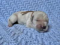 Beast, a male Golden Retriever and English Cream Golden Retriever for sale in Gillett, AR – 1 of 3