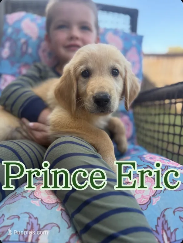 Prince Eric – Golden Retriever puppy for sale in Gillett, AR