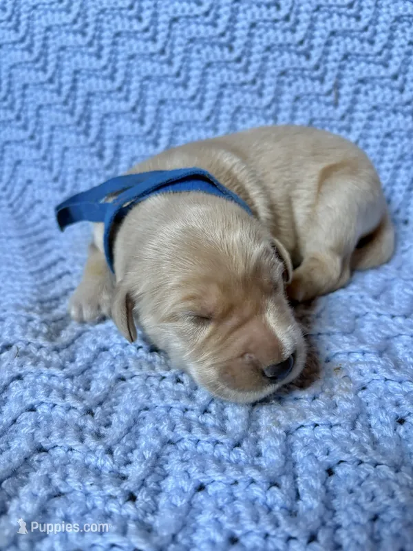 Aladdin – Golden Retriever, English Cream Golden Retriever puppy for sale in Gillett, AR