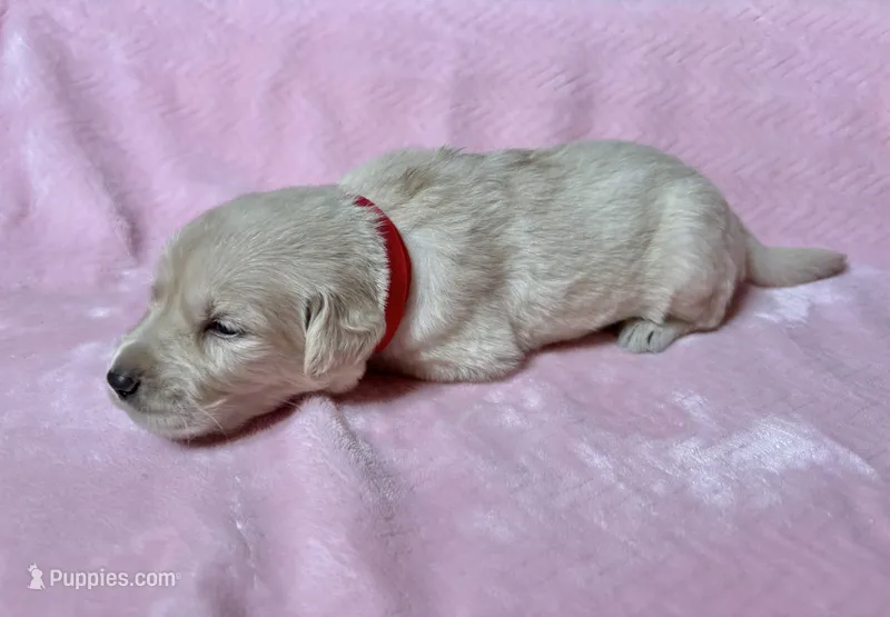 Ariel – Golden Retriever, English Cream Golden Retriever puppy for sale in Gillett, AR