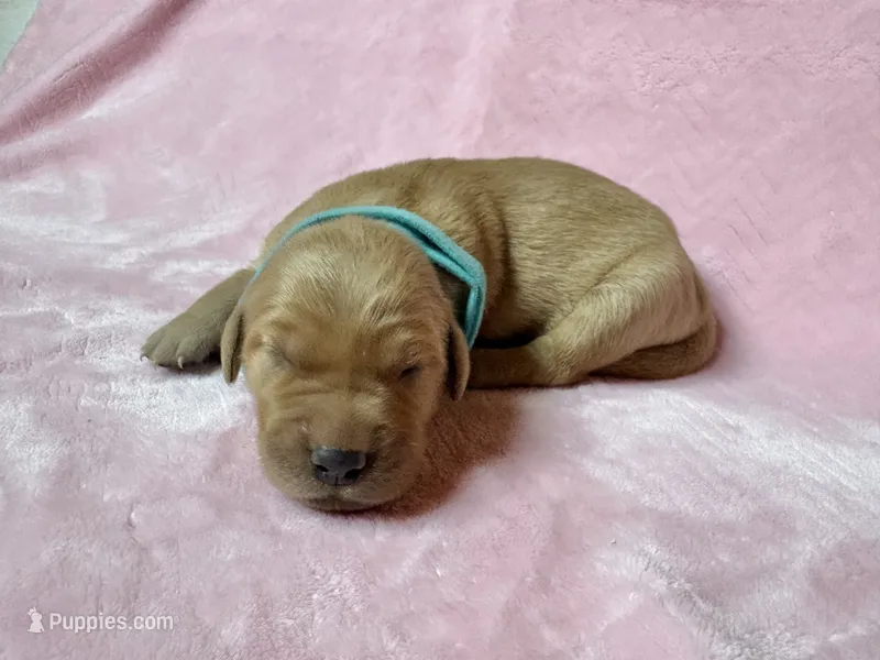 Jasmine – Golden Retriever, English Cream Golden Retriever puppy for sale in Gillett, AR