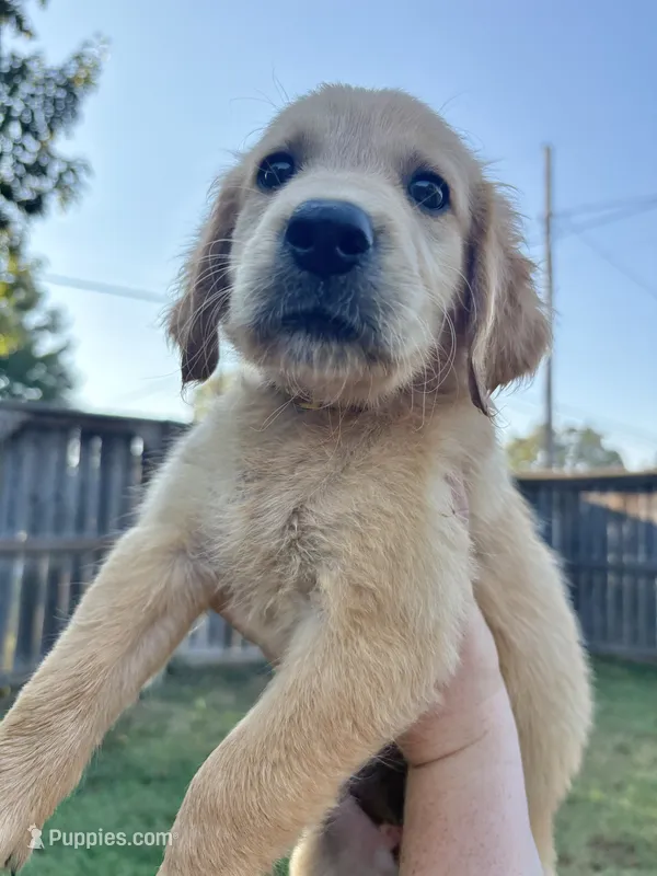 Belle – Golden Retriever puppy for sale in Gillett, AR