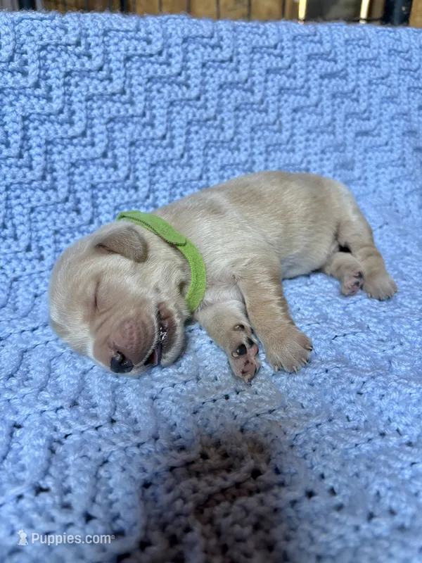 Flynn Rider – Golden Retriever, English Cream Golden Retriever puppy for sale in Gillett, AR