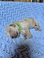 Flynn Rider, a male Golden Retriever and English Cream Golden Retriever for sale in Gillett, AR – 1 of 3
