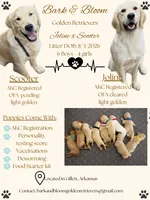 Belle, a male Golden Retriever for sale in Gillett, AR – 3 of 3