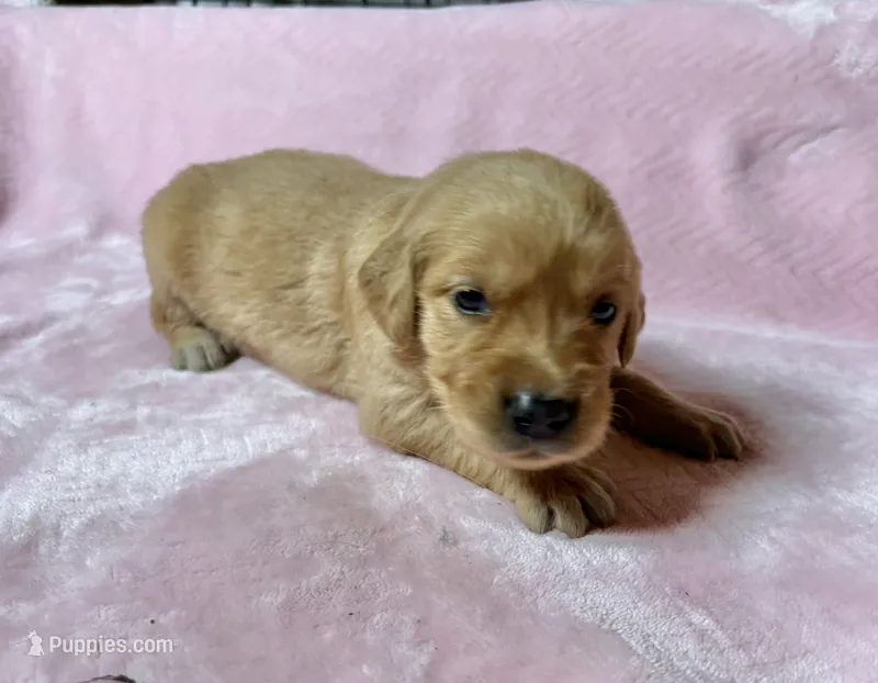 Jasmine – Golden Retriever puppy for sale in Gillett, AR