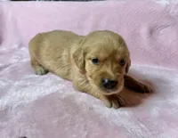 Jasmine, a male Golden Retriever for sale in Gillett, AR – 1 of 3