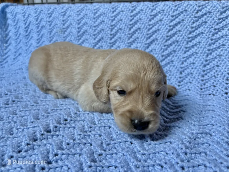 Kristoff – Golden Retriever puppy for sale in Gillett, AR