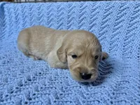 Kristoff, a male Golden Retriever for sale in Gillett, AR – 1 of 3