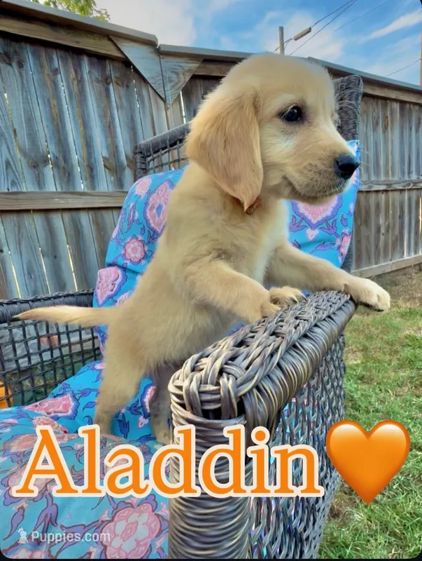 Aladdin – Golden Retriever puppy for sale in Gillett, AR