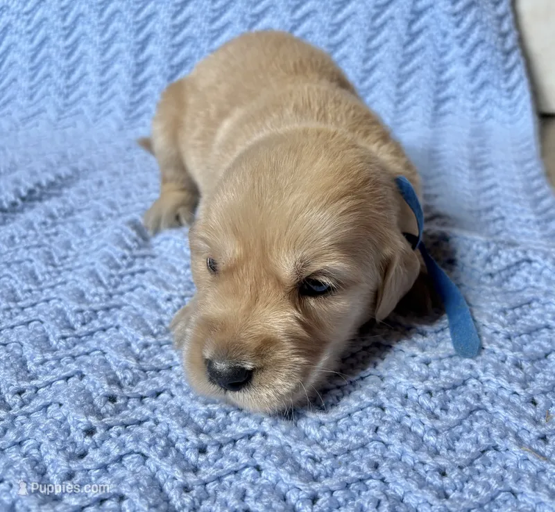 Aladdin – Golden Retriever puppy for sale in Gillett, AR
