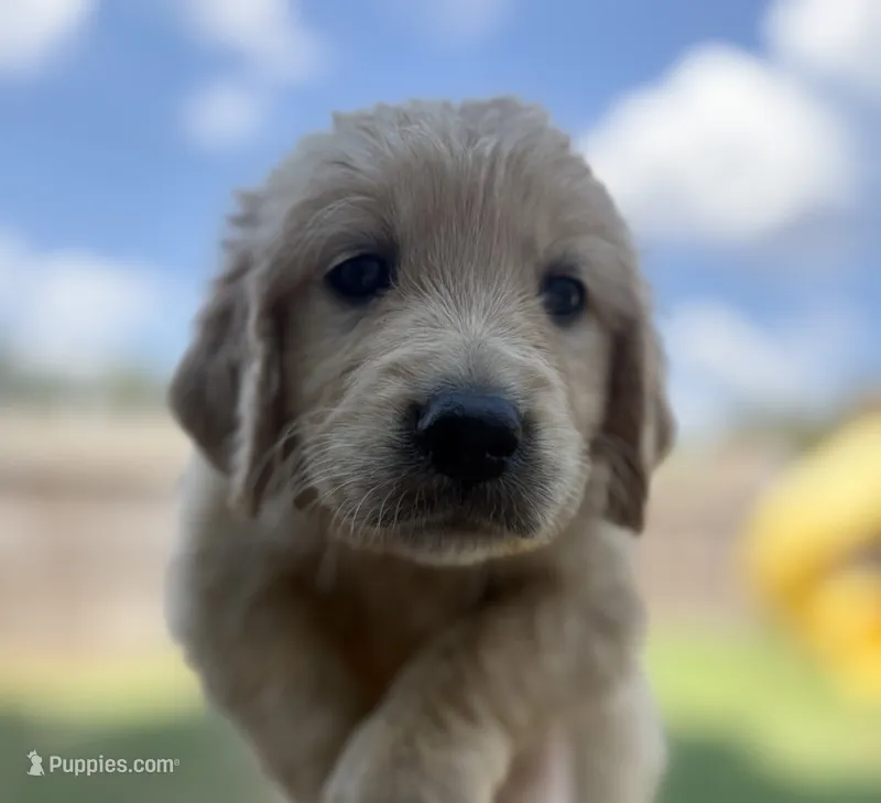Kristoff – Golden Retriever puppy for sale in Gillett, AR