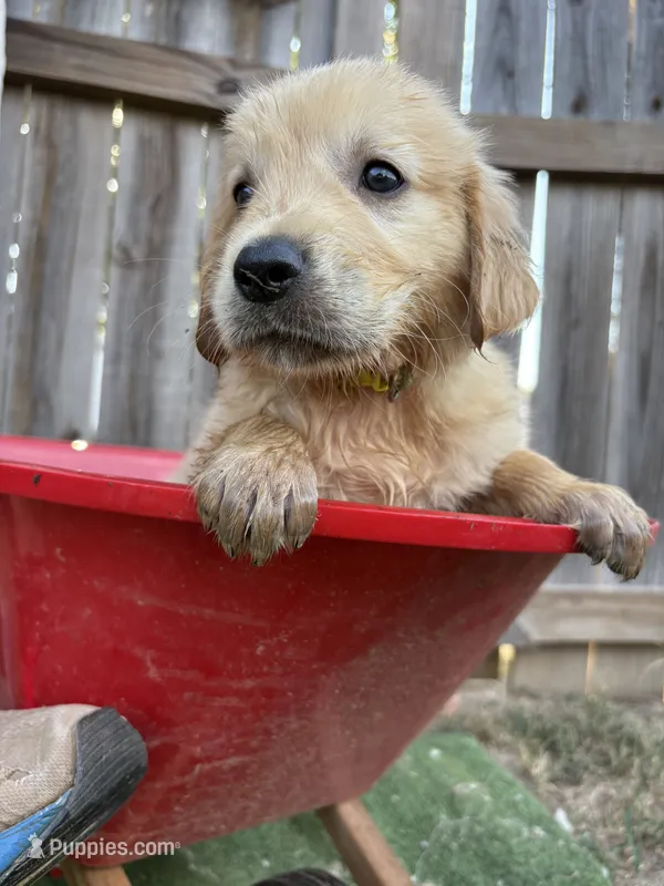Flynn Rider – Golden Retriever puppy for sale in Gillett, AR