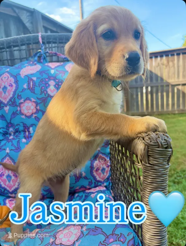 Jasmine – Golden Retriever puppy for sale in Gillett, AR