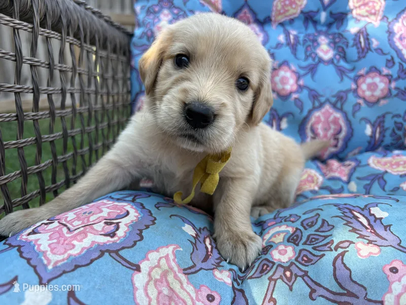 Belle – Golden Retriever puppy for sale in Gillett, AR