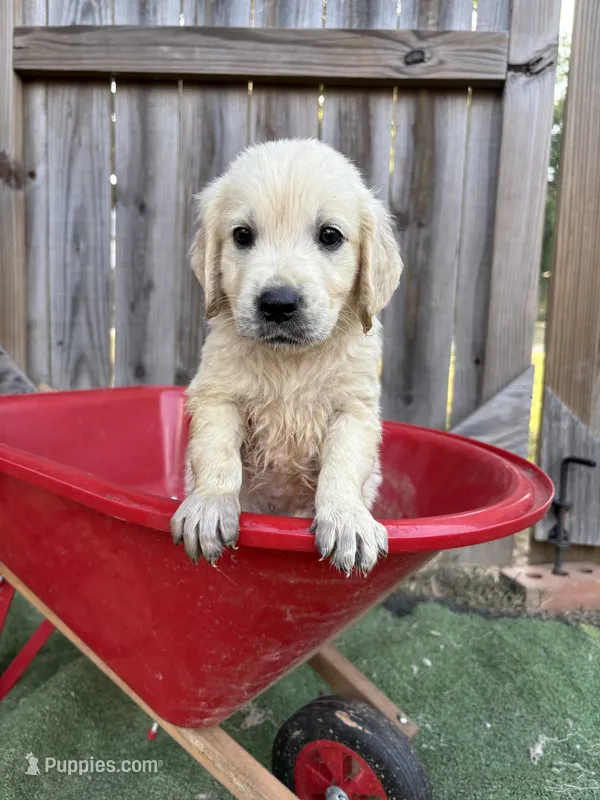 Prince Charming  – Golden Retriever, English Cream Golden Retriever puppy for sale in Gillett, AR