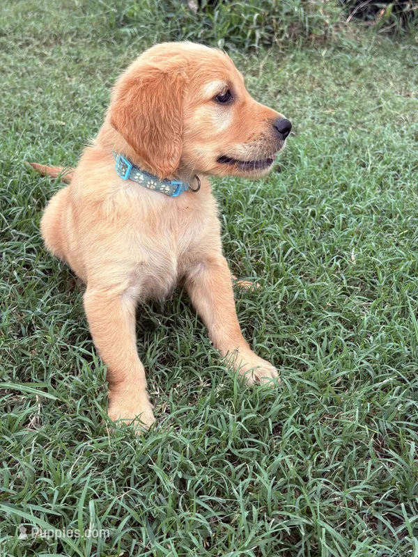 Jasmine – Golden Retriever puppy for sale in Gillett, AR