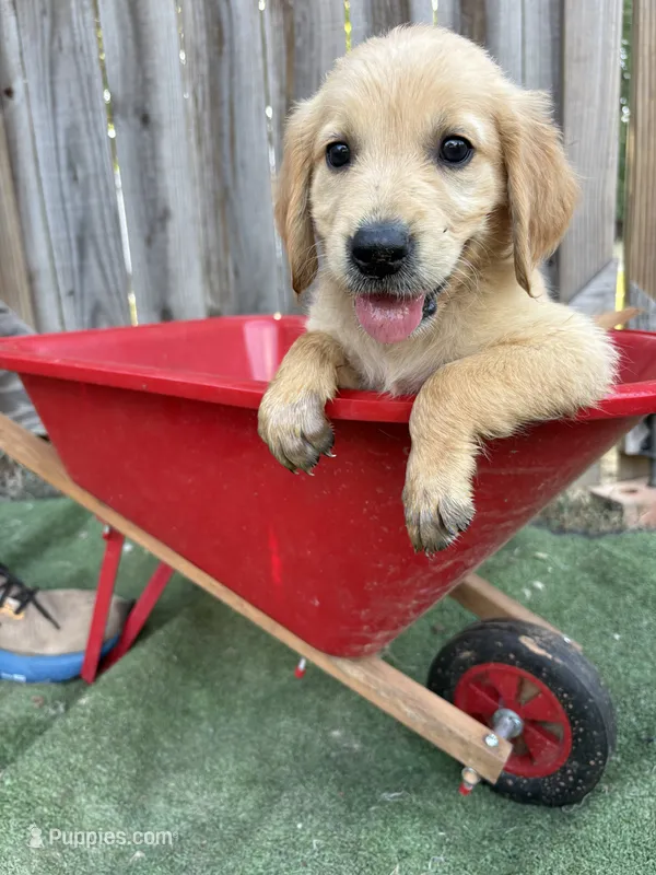 Belle – Golden Retriever puppy for sale in Gillett, AR
