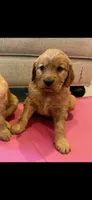 Jada Mae, a female Golden Retriever for sale in Gillett, AR – 3 of 3