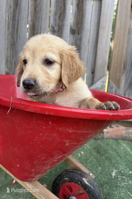 Rapunzel – Golden Retriever puppy for sale in Gillett, AR
