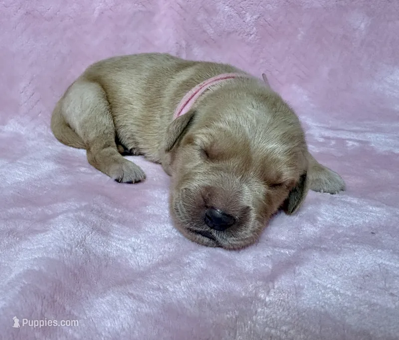 Rapunzel – Golden Retriever, English Cream Golden Retriever puppy for sale in Gillett, AR