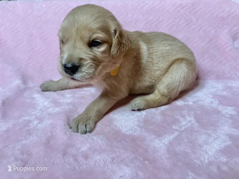 Belle – Golden Retriever puppy for sale in Gillett, AR