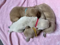 Rapunzel, a male Golden Retriever for sale in Gillett, AR – 2 of 3