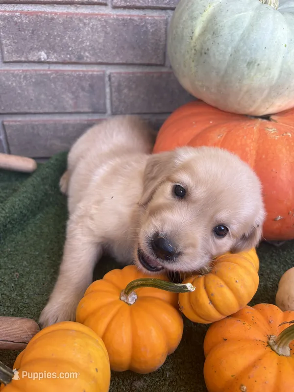 Aladdin – Golden Retriever puppy for sale in Gillett, AR