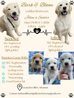 Prince Charming , a male Golden Retriever and English Cream Golden Retriever for sale in Gillett, AR – 7 of 7