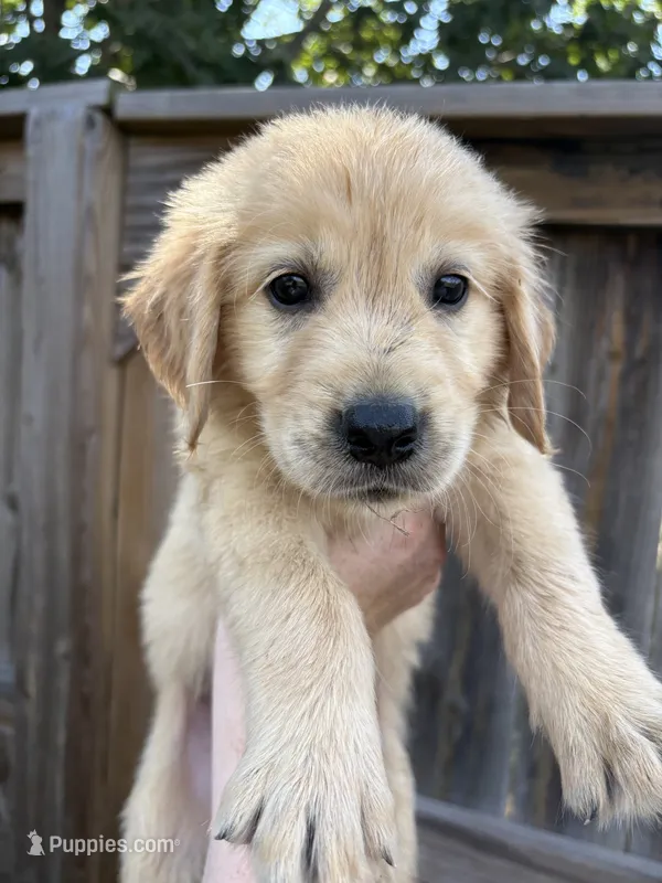 Aladdin – Golden Retriever puppy for sale in Gillett, AR