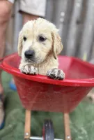 Beast, a male Golden Retriever and English Cream Golden Retriever for sale in Gillett, AR – 2 of 9