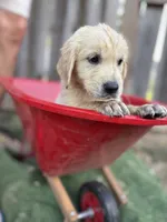 Beast, a male Golden Retriever and English Cream Golden Retriever for sale in Gillett, AR – 4 of 9
