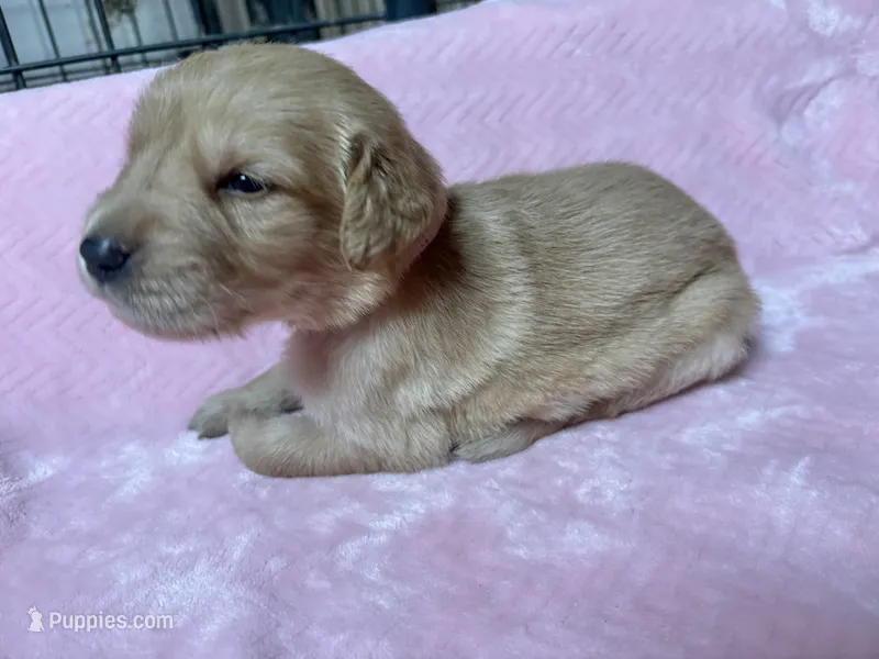 Rapunzel – Golden Retriever puppy for sale in Gillett, AR