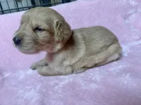 Rapunzel, a male Golden Retriever for sale in Gillett, AR – 1 of 3