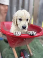 Beast, a male Golden Retriever and English Cream Golden Retriever for sale in Gillett, AR – 3 of 9