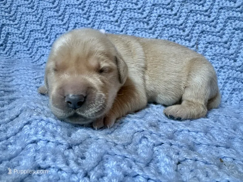 Kristoff – Golden Retriever, English Cream Golden Retriever puppy for sale in Gillett, AR