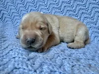 Kristoff, a male Golden Retriever and English Cream Golden Retriever for sale in Gillett, AR – 1 of 3