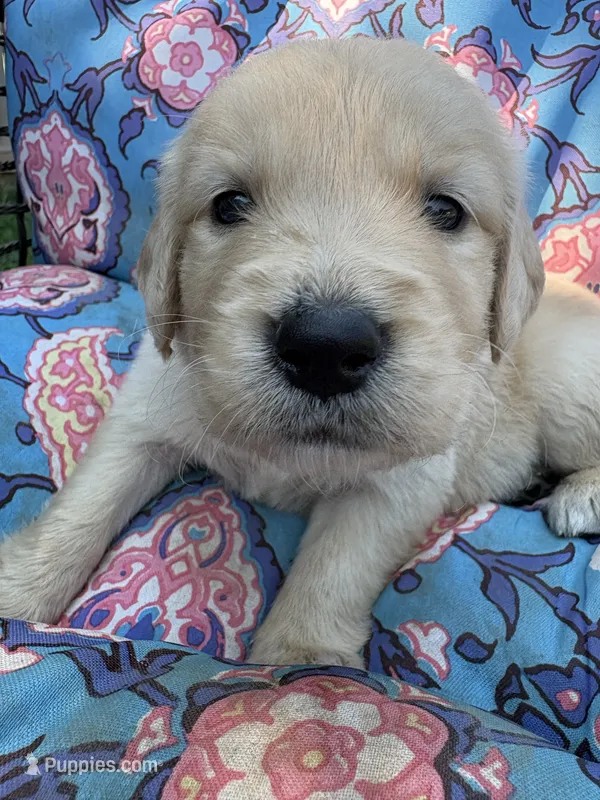 Kristoff – Golden Retriever puppy for sale in Gillett, AR