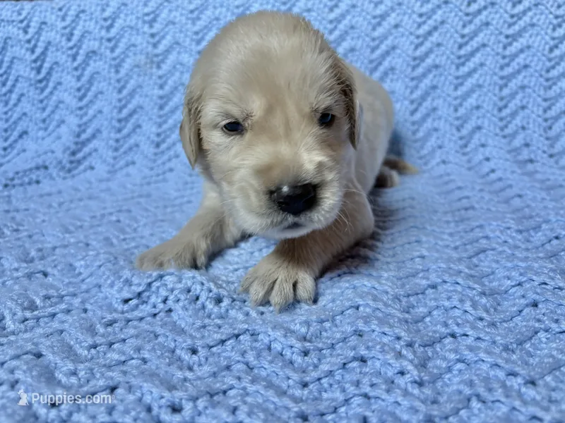 Beast – Golden Retriever, English Cream Golden Retriever puppy for sale in Gillett, AR