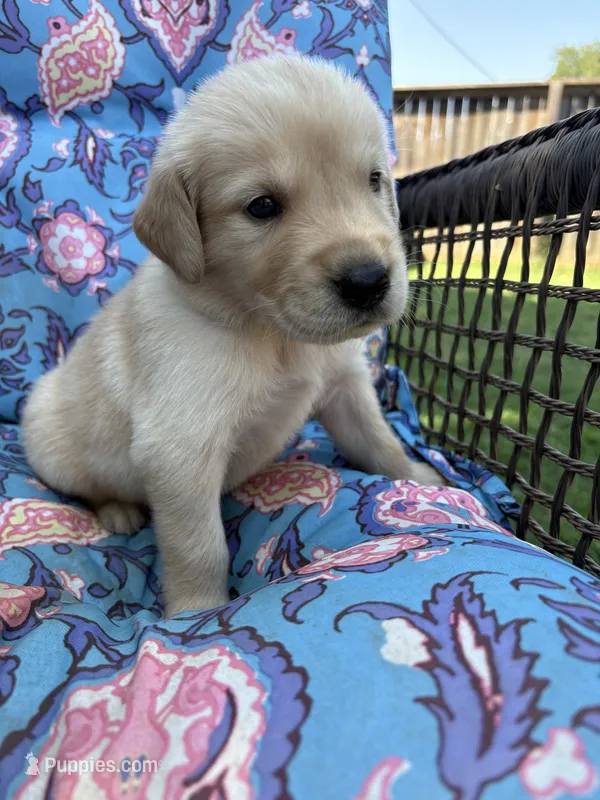 Prince Eric – Golden Retriever puppy for sale in Gillett, AR