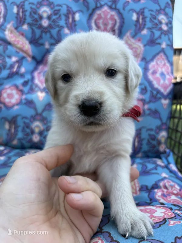 Ariel – Golden Retriever, English Cream Golden Retriever puppy for sale in Gillett, AR